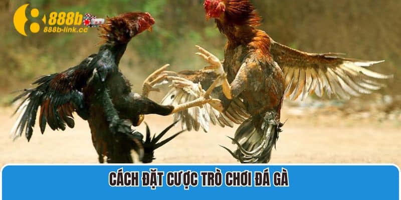Cách đặt cược trò chơi đá gà